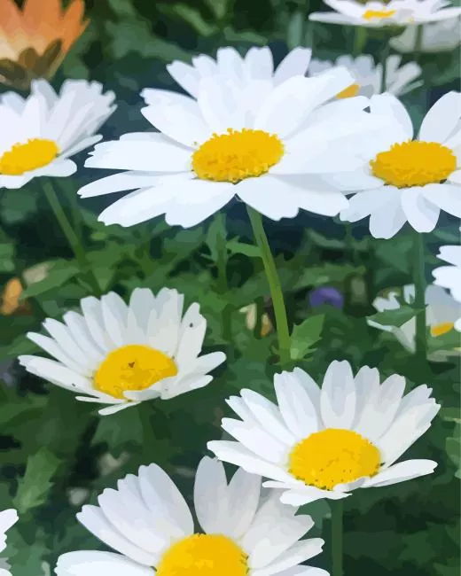 Oxeye Daisy Diamond Painting Oxeye Daisy Diamond Painting
