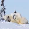 Polar Bears Diamond Painting