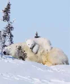 Polar Bears Diamond Painting