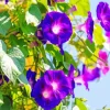 Purple Morning Glories Diamond Painting