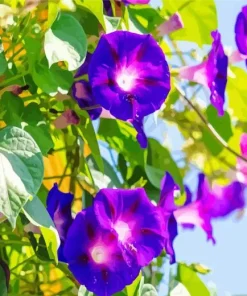 Purple Morning Glories Diamond Painting