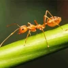 Red Ant Diamond Painting