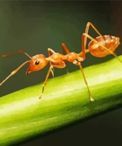 Red Ant Diamond Painting