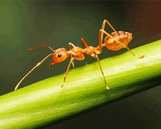 Red Ant Diamond Painting Red Ant Diamond Painting