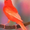 Red Canary Diamond Painting