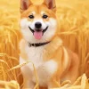 Shiba Inu Diamond Painting