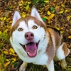 Siberian Husky Brown Diamond Painting