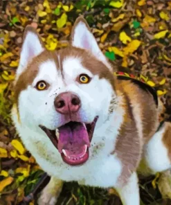 Siberian Husky Brown Diamond Painting