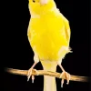 Yellow Domestic Canary Diamond Painting