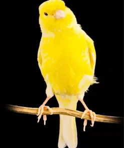 Yellow Domestic Canary Diamond Painting