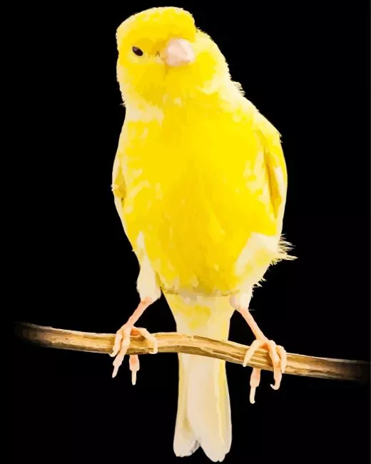 Yellow Domestic Canary Diamond Painting Yellow Domestic Canary Diamond Painting