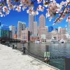 Boston Cherry Blossom Diamond Painting