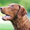 Brown Chesapeake Bay Retriever Diamond Painting