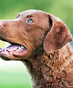 Brown Chesapeake Bay Retriever Diamond Painting
