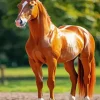 Chestnut Arabian Horse Diamond Painting