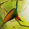 Chestnut Headed Bee Eater Diamond Painting