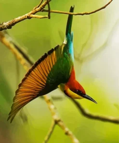 Chestnut Headed Bee Eater Diamond Painting