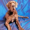 Chocolate Brindle Great Dane Diamond Painting