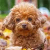 Cinnamon Poodle Diamond Painting