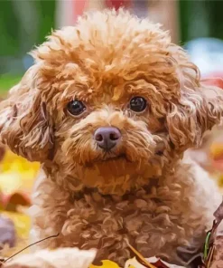 Cinnamon Poodle Diamond Painting