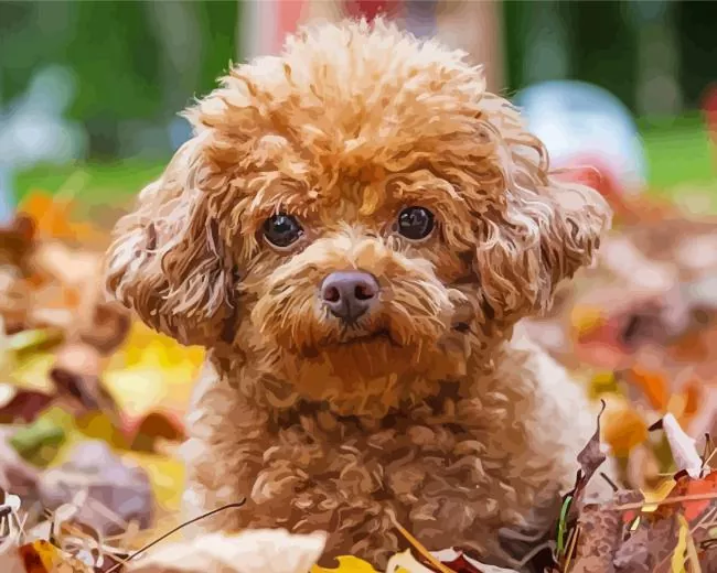Cinnamon Poodle Diamond Painting Cinnamon Poodle Diamond Painting