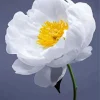 Clair De Lune Peony Diamond Painting