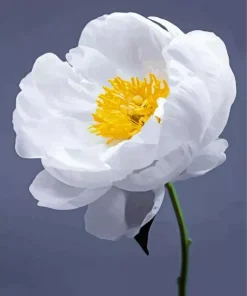 Clair De Lune Peony Diamond Painting