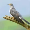 Common Cuckoo Diamond Painting