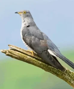 Common Cuckoo Diamond Painting