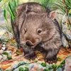 Common Wombat Diamond Painting