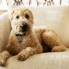 Golden Wheaten Terrier Diamond Painting