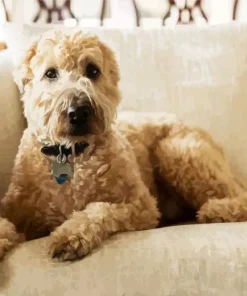 Golden Wheaten Terrier Diamond Painting