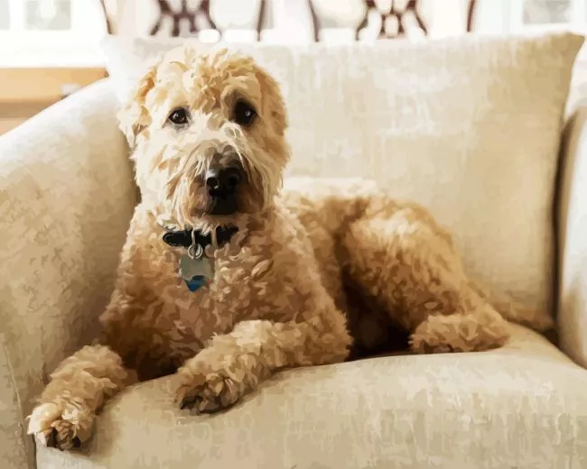 Golden Wheaten Terrier Diamond Painting Golden Wheaten Terrier Diamond Painting