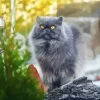 Grey Smoked Cat Diamond Painting