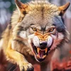Snarling Wolf Diamond Painting