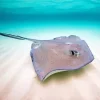 Stingray Art Diamond Painting