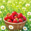 Strawberries and Daisies Diamond Painting