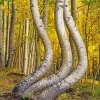 Curved Aspen Trees Diamond Painting