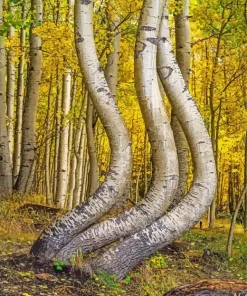 Curved Aspen Trees Diamond Painting
