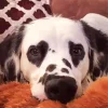 Dalmatian with Heart Eyes Diamond Painting