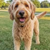 Tan Labradoodle Diamond Painting