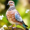 Turtle Dove Bird Diamond Painting