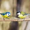 Two Tit Birds on Stick Diamond Painting