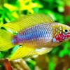 Umbrella cichlid Diamond Painting