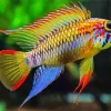 Umbrella cichlid fish Diamond Painting
