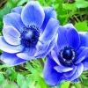 Blue Anemone Diamond Painting