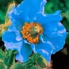 Blue Anemone Flower Diamond Painting