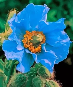 Blue Anemone Flower Diamond Painting