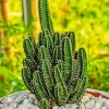 Triangle Cactus Diamond Painting
