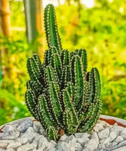 Triangle Cactus Diamond Painting